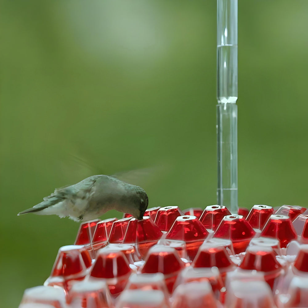 Kolibri-Nektarspender zum Aufhängen im Gartenbereich