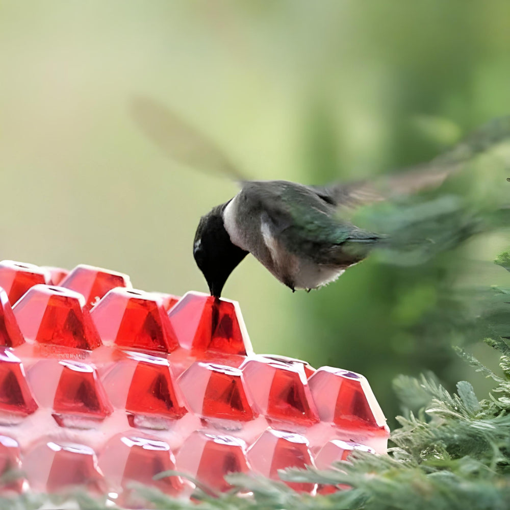 Kolibri-Nektarspender zum Aufhängen im Gartenbereich