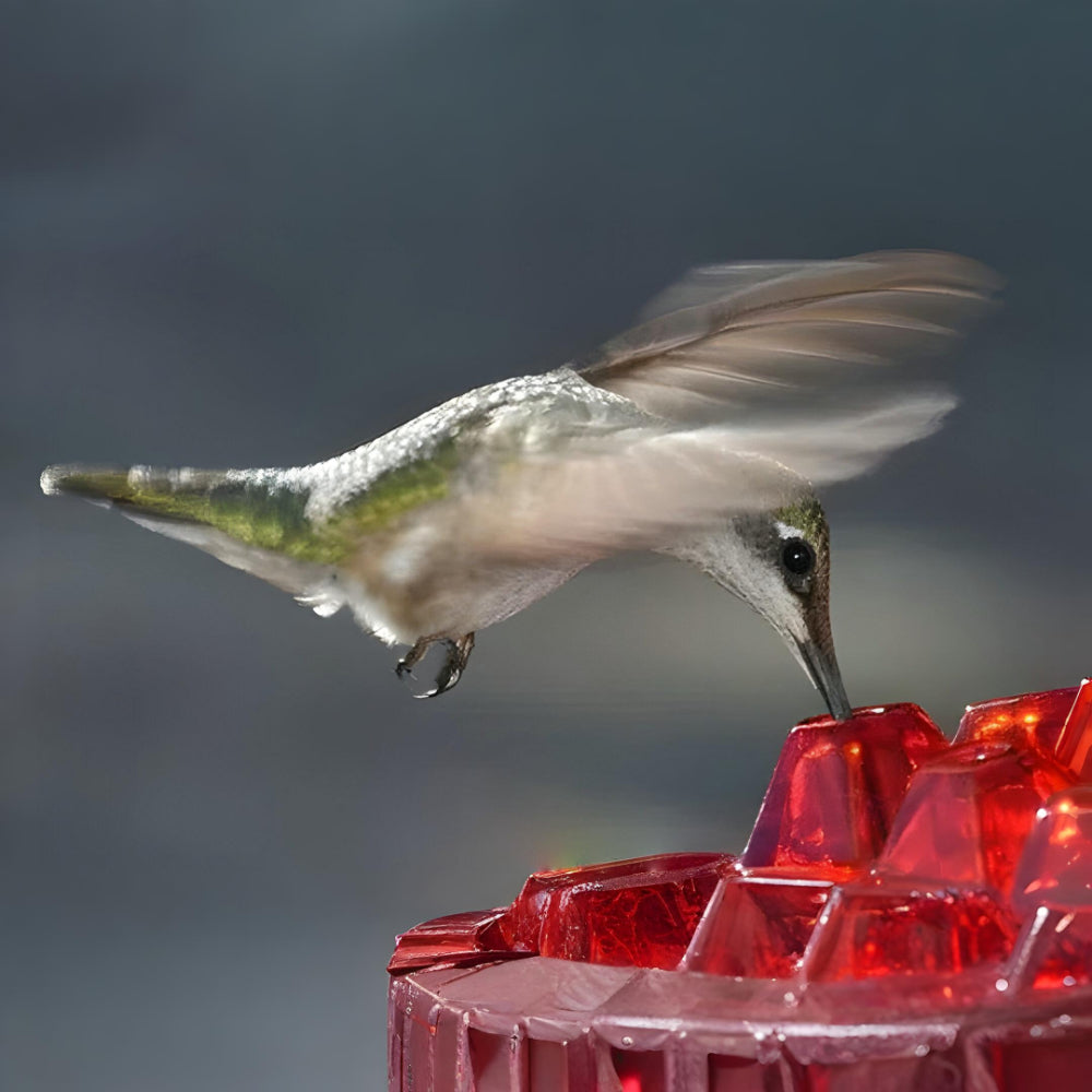 Kolibri-Nektarspender zum Aufhängen im Gartenbereich