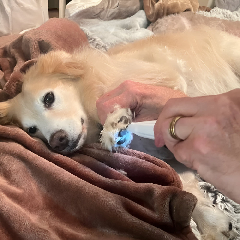 Tagliaunghie Ricaricabile Silenzioso per la Toelettatura dei Cani