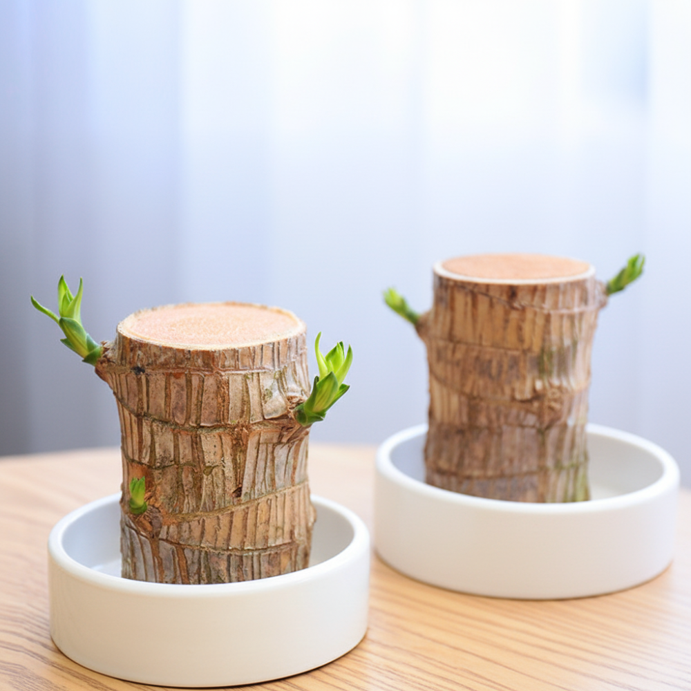 Pianta di Bambù della Fortuna in Vaso Decorativo per la Purificazione dell'Aria