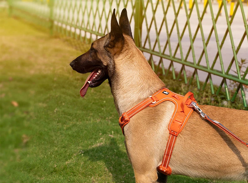 BrightPath No-Pull Harness With Reflective Nylon For Daily Walks