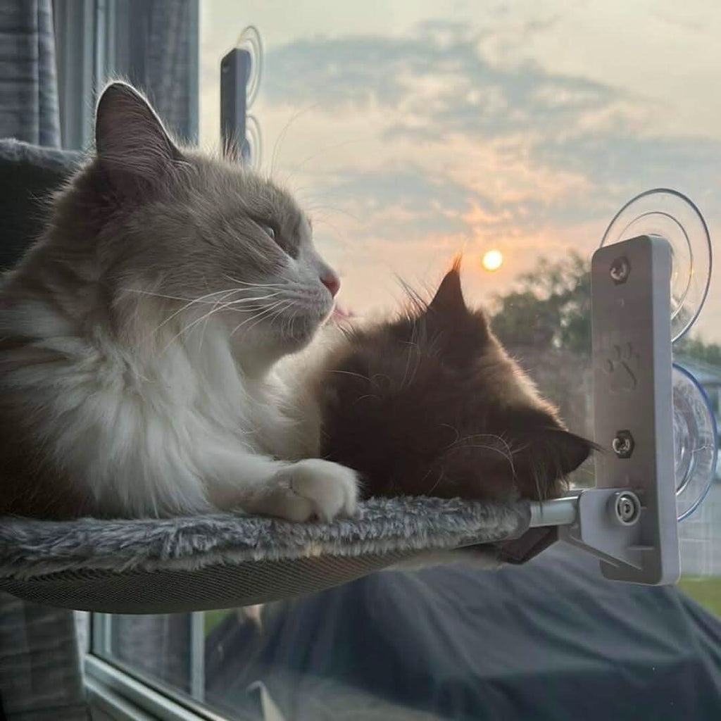 Amaca Pieghevole CozyNest per Gatti per Finestre e Muri