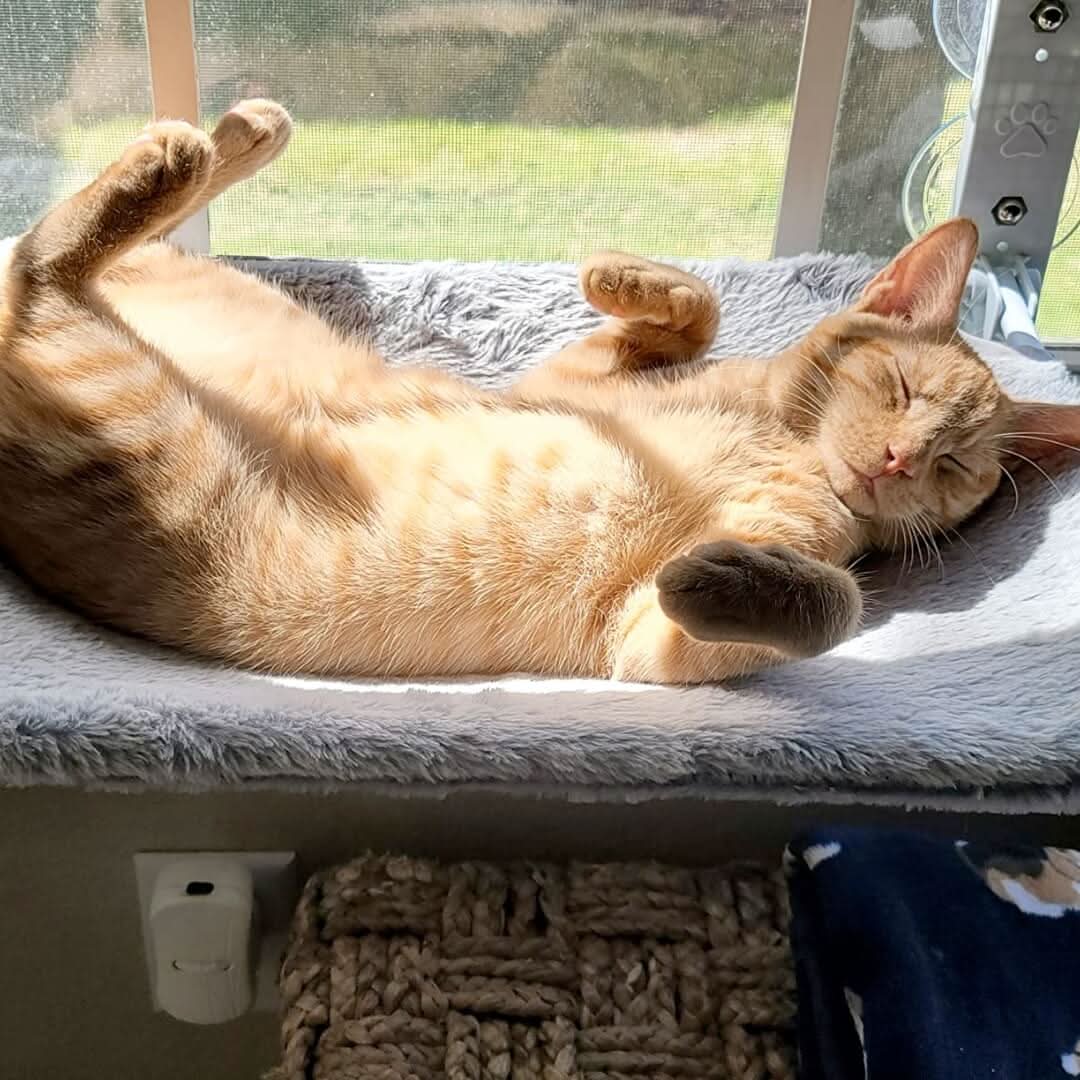 Amaca Pieghevole CozyNest per Gatti per Finestre e Muri